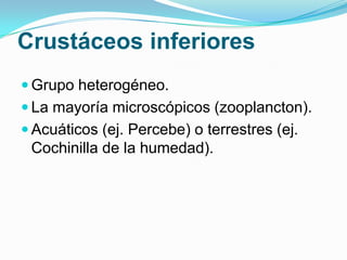 Crustáceos inferiores
 Grupo heterogéneo.
 La mayoría microscópicos (zooplancton).
 Acuáticos (ej. Percebe) o terrestres (ej.

Cochinilla de la humedad).

 