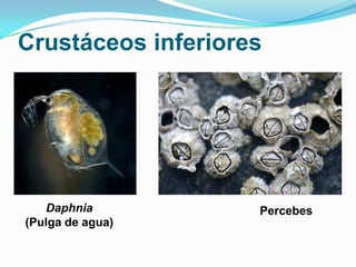Crustáceos inferiores

Daphnia
(Pulga de agua)

Percebes

 
