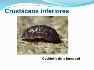 Crustáceos inferiores

Cochinilla de la humedad

 