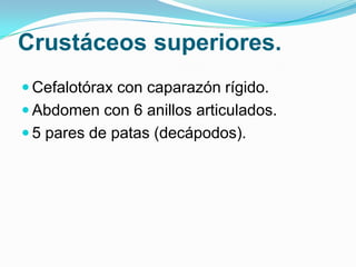 Crustáceos superiores.
 Cefalotórax con caparazón rígido.
 Abdomen con 6 anillos articulados.
 5 pares de patas (decápodos).

 
