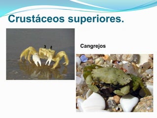 Crustáceos superiores.
Cangrejos

 