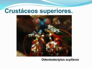 Crustáceos superiores.

Odontodactylus scyllarus

 