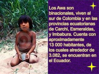 Los Awa son
binacionales, viven al
sur de Colombia y en las
provincias ecuatorianas
de Carchi, Esmeraldas,
y Imbabura. Cuenta con
aproximadamente
13 000 habitantes, de
los cuales alrededor de
3.082, se encuentran en
el Ecuador.
 