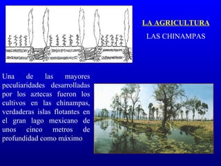 LA AGRICULTURA
                                LAS CHINAMPAS




Una     de    las    mayores
peculiaridades desarrolladas
por los aztecas fueron los
cultivos en las chinampas,
verdaderas islas flotantes en
el gran lago mexicano de
unos cinco metros de
profundidad como máximo.
 