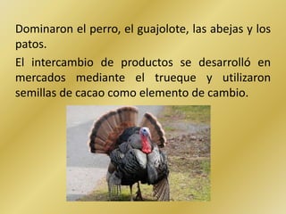 Dominaron el perro, el guajolote, las abejas y los
patos.
El intercambio de productos se desarrolló en
mercados mediante el trueque y utilizaron
semillas de cacao como elemento de cambio.
 