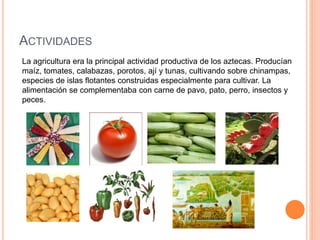 ACTIVIDADES
La agricultura era la principal actividad productiva de los aztecas. Producían
maíz, tomates, calabazas, porotos, ají y tunas, cultivando sobre chinampas,
especies de islas flotantes construidas especialmente para cultivar. La
alimentación se complementaba con carne de pavo, pato, perro, insectos y
peces.
 