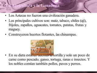 La Agricultura y la Ganadería
• Los Aztecas no fueron una civilización ganadera.
• Los principales cultivos son: maíz, tabaco, chiles (ají),
frijoles, zapallos, aguacates, tomates, patatas, frutas y
maguey.
• Construyeron huertos flotantes, las chinampas.
• En su dieta estaban además la tortilla y solo un poco de
carne como pescado, ganso, tortuga, ranas e insectos. Y
los nobles comían también pollos, pavos y perros.
 