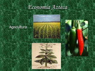 Economía Azteca Agricultura 