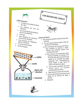 LOS BEXPER
                                                “LOSICHOS ENTO
                                                          IM
                                                     BICHO DEL 27
                                                           S DEL SUE
                                                                SU  LO       ELO”
  ¿Qué ne
         c esito?
   · frUn asc
                   o de cris
       de 1 litro            tal con ta
                  .                     pa,
  ·   Un emb
                    udo de
      diámetro                  7cm de
                 .
 ·c  Un írcu
                lo d
     de 5 cm d e tela de alambre
                 e diámetr
·a  Un lupa                 o.
               .
·a  Un lám
               para de
   con foco                 escritorio ¿Cómo se hace?                                     el
              de 100 w                                             mbre sobre la boca d
·a Un mu                 atts.               1. Pon la tela de ala
             estra de                            embudo.
  (jardín o                hojarasc
            maceta)                  a                               scos coloca 10ml de
·m
 10 l de               .                      2. En uno de los fra
                                                                          .
· l it
 Un ro d
            alcohol e
                       tílico.                     alcohol y 5ml de agua
           e agua.                                                      la boca del frasco
                                                3. Pon el embudo en
                                                                             ohol y agua.
                                                     que contiene el alc
                                                                            o coloca una
                                                      Dentro del embud
                                                       muestra del suelo.
                                                                          el embudo cerca
                                                   4. Pon el frasco con
                                                                               minutos. Por
                                                        del foco durante 15
                                      rejilla                                     bichos que
                                                         la acción del calor los
                                                                                 a de suelo
                                                          están en la muestr
                                                                                   ipitándose
                                                          buscarán huir, prec
                                                                                 a, hacia el
                                                          hacia abajo; o se
                              suelo                        frasco con alcohol y
                                                                                 agua.
                                                                             estras de suelo
                                                      5. Usa nuevas mu
                                                                                 n número
                                                          hasta reunir u
                                                                                   s.
                                   agua con               considerable de bicho
                                                                            ante 20 minutos.
                                    alcohol          6. Deja reposar dur
                                                                             a los bichos que
                                                     7. Con la lupa observ
                                                                                   de agua y
                                                        están en la mezcla
                                   insectos             alcohol
                                                   8. Dibújalos.
 