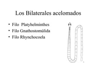 Los Bilaterales acelomados
• Filo Platyhelminthes
• Filo Gnathostomúlida
• Filo Rhynchocoela
 