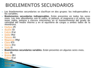  Los bioelementos secundarios se clasifican en dos grupos: los indispensables y
los variables.
 Bioelementos secundarios indispensables. Están presentes en todos los seres
vivos. Los más abundantes son el sodio, el potasio, el magnesio y el calcio. Los
iones sodio, potasio y cloruro intervienen en el mantenimiento del grado de
salinidad del medio interno y en el equilibrio de cargas a ambos lados de la
membrana.
 Fósforo (P)
 Azufre (S)
 Calcio (Ca)
 Sodio (Na)
 Potasio (K)
 Magnesio (Mg)
 Cloro (Cl)
 Hierro (Fe)
 Yodo (I)
 Bioelementos secundarios variables. Están presentes en algunos seres vivos.
 Boro (B)
 Bromo (Br)
 Cobre (Cu)
 Flúor (F)
 Manganeso (Mn)
 Silicio (Si)
 