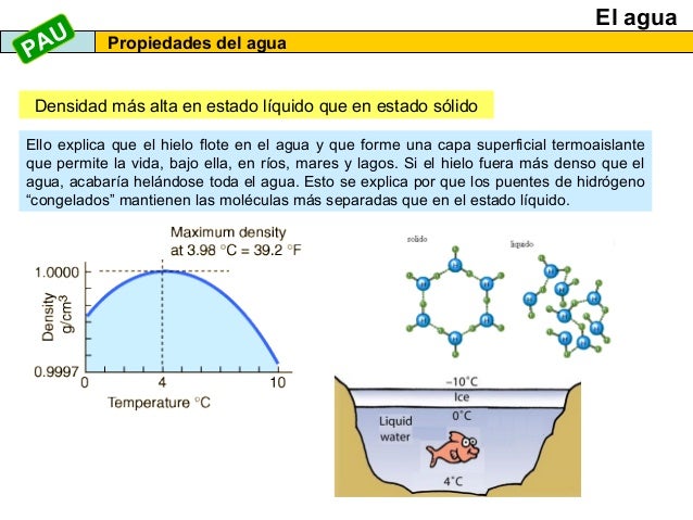 En Que Momento Sale El Liquido Preseminal