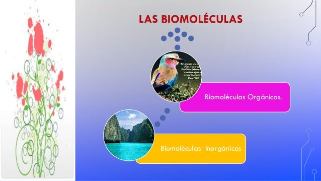 Los Bioelementos, como la composición química de los seres