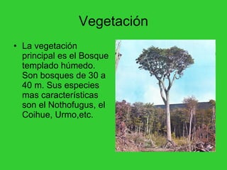 Vegetación La vegetación principal es el Bosque templado húmedo. Son bosques de 30 a 40 m. Sus especies mas características son el Nothofugus, el Coihue, Urmo,etc.