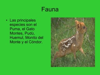Fauna Las principales especies son el Puma, el Gato Montes, Pudù, Huemul, Monito del Monte y el Cóndor.