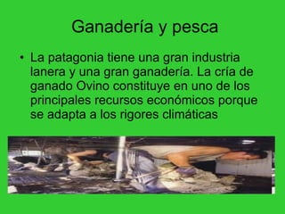 Ganadería y pesca La patagonia tiene una gran industria lanera y una gran ganadería. La cría de ganado Ovino constituye en uno de los principales recursos económicos porque se adapta a los rigores climáticas