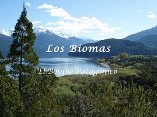 Los Biomas El Bosque Patagónico   