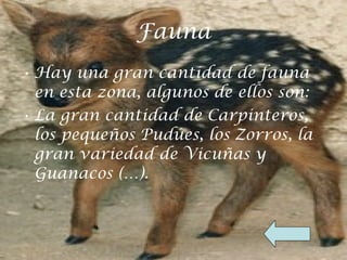 Fauna Hay una gran cantidad de fauna en esta zona, algunos de ellos son: La gran cantidad de Carpinteros, los pequeños Pudúes, los Zorros, la gran variedad de Vicuñas y Guanacos (…). 