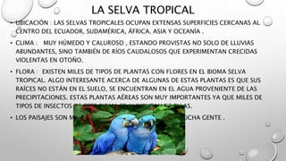 LA SELVA TROPICAL
• UBICACIÓN : LAS SELVAS TROPICALES OCUPAN EXTENSAS SUPERFICIES CERCANAS AL
CENTRO DEL ECUADOR, SUDAMÉRICA, ÁFRICA, ASIA Y OCEANÍA .
• CLIMA : MUY HÚMEDO Y CALUROSO , ESTANDO PROVISTAS NO SOLO DE LLUVIAS
ABUNDANTES, SINO TAMBIÉN DE RÍOS CAUDALOSOS QUE EXPERIMENTAN CRECIDAS
VIOLENTAS EN OTOÑO.
• FLORA : EXISTEN MILES DE TIPOS DE PLANTAS CON FLORES EN EL BIOMA SELVA
TROPICAL. ALGO INTERESANTE ACERCA DE ALGUNAS DE ESTAS PLANTAS ES QUE SUS
RAÍCES NO ESTÁN EN EL SUELO, SE ENCUENTRAN EN EL AGUA PROVENIENTE DE LAS
PRECIPITACIONES. ESTAS PLANTAS AÉREAS SON MUY IMPORTANTES YA QUE MILES DE
TIPOS DE INSECTOS DE ESTE BIOMA SE ALIMENTAN DE ELLAS.
• LOS PAISAJES SON MUY HERMOSOS QUE SORPRENDEN A MUCHA GENTE .
 