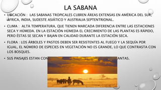 LA SABANA
• UBICACIÓN : LAS SABANAS TROPICALES CUBREN ÁREAS EXTENSAS EN AMÉRICA DEL SUR,
ÁFRICA, INDIA, SUDESTE ASIÁTICO Y AUSTRALIA SEPTENTRIONAL.
• CLIMA : ALTA TEMPERATURA, QUE TIENEN MARCADA DIFERENCIA ENTRE LAS ESTACIONES
SECA Y HÚMEDA. EN LA ESTACIÓN HÚMEDA EL CRECIMIENTO DE LAS PLANTAS ES RÁPIDO,
PERO ÉSTAS SE SECAN Y BAJAN EN CALIDAD DURANTE LA ESTACIÓN SECA.
• FLORA : LOS ÁRBOLES Y PASTOS DEBEN SER RESISTENTES AL FUEGO Y LA SEQUÍA POR
IGUAL, EL NÚMERO DE ESPECIES EN VEGETACIÓN NO ES GRANDE, LO QUE CONTRASTA CON
LOS BOSQUES.
• SUS PAISAJES ESTAN CONFORMADAS POR HERMOSOS ANIMALESY PLANTAS.
 