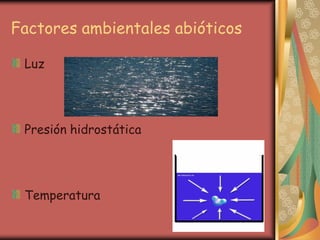 Factores ambientales abióticos

 Luz




 Presión hidrostática




 Temperatura
 