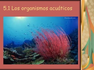 5.1 Los organismos acuáticos
 