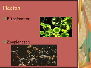 Placton

 Fitoplancton




 Zooplancton
 