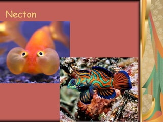 Necton