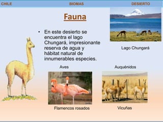 CHILE                  BIOMAS              DESIERTO


                  Fauna
        • En este desierto se
          encuentra el lago
          Chungará, impresionante
          reserva de agua y            Lago Chungará
          hábitat natural de
          innumerables especies.
                Aves                Auquénidos




              Flamencos rosados      Vicuñas
 