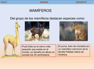 CHILE                          BIOMAS                         DESIERTO



                     MAMÍFEROS

        Del grupo de los mamíferos destacan especies como:




               Pudú Este es el ciervo más      El puma, león de montaña es
               pequeño que existe en el        un mamífero carnívoro de la
               mundo, su tamaño en altura no   familia Felidae nativo de
               excede los 40 centímetros       América.
 