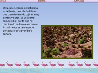 CHILE                             BIOMAS   ALTIPLANO


  Otra especie típica del altiplano
  es la llareta, una planta leñosa
  que crece formando cojines muy
  densos y duros. Se usa como
  combustible, por lo que ha
  disminuido en forma alarmante.
  Actualmente es una especie
  protegida y está prohibido
  cortarla.
 