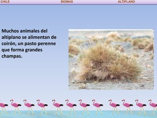 CHILE                       BIOMAS   ALTIPLANO




Muchos animales del
altiplano se alimentan de
coirón, un pasto perenne
que forma grandes
champas.
 