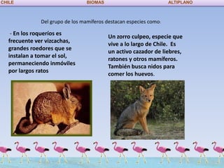 CHILE                             BIOMAS                            ALTIPLANO



               Del grupo de los mamíferos destacan especies como:

  .- En los roqueríos es
                                           Un zorro culpeo, especie que
  frecuente ver vizcachas,
                                           vive a lo largo de Chile. Es
  grandes roedores que se
                                           un activo cazador de liebres,
  instalan a tomar el sol,
                                           ratones y otros mamíferos.
  permaneciendo inmóviles
                                           También busca nidos para
  por largos ratos
                                           comer los huevos.
 