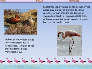 CHILE   BIOMAS                            ALTIPLANO


                 Los flamencos, aves que tienen el cuello y las
                 patas muy largos y el plumaje de tonos
                 rosados, forman grandes bandadas que
                 viven a la orilla de las lagunas altiplánicas.
                 Anidan en colonias, construyendo nidos de
                 barro en forma de conos.
 