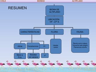 CHILE                            BIOMAS                    ALTIPLANO



        RESUMEN                             BIOMA DE
                                            ALTIPLANO


                                           UBICACIÓN:
                                            18º - 27º S




              CARACTERÍSTICAS                 FLORA             FAUNA




                                                            Ñandú,zorro culpeo,
                                                Llareta.   Vizcacha´pato jergón,
           clima    Precipitaciones   Tº         coirón     Flamencos.vicuña.



           Seco y      Escasa         1º
            Frío.     en verano
 