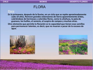 CHILE                               BIOMAS                         DESIERTO FLORIDO


                              FLORA
    Flora
    En la primavera, después de la lluvias, en un ciclo que se repite aproximadamente
        cada 10 años, florecen grandes extensiones de tierra aparentemente áridas,
        cubriéndose de hermosas y coloridas flores, como la añañuca, la pata de
        guanaco, los huilles, el senecio, el suspiro de campos y muchas otras.
    Otro elemento que permite la floración es la capacidad que tienen esas semillas
        para permanecer latentes, es decir, que no mueran a pesar de la escases de
        agua.
 