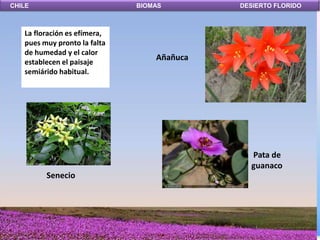 CHILE                         BIOMAS        DESIERTO FLORIDO



   La floración es efímera,
   pues muy pronto la falta
   de humedad y el calor
   establecen el paisaje
                                  Añañuca
   semiárido habitual.




                                              Pata de
                                              guanaco
         Senecio
 