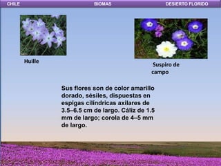 CHILE                       BIOMAS                   DESIERTO FLORIDO




        Huille
                                                 Suspiro de
                                                campo

                 Sus flores son de color amarillo
                 dorado, sésiles, dispuestas en
                 espigas cilíndricas axilares de
                 3.5–6.5 cm de largo. Cáliz de 1.5
                 mm de largo; corola de 4–5 mm
                 de largo.
 