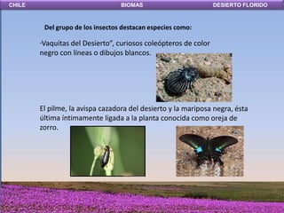 CHILE                                BIOMAS                     DESIERTO FLORIDO



            Del grupo de los insectos destacan especies como:

        Vaquitas del Desierto”, curiosos coleópteros de color
        “

        negro con líneas o dibujos blancos.
 