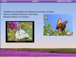 CHILE                            BIOMAS                     DESIERTO FLORIDO




 También hay variedades de mariposa de la tarde, mariposa
 blanca y mariposa monarca, entre otras.
 Mariposa blanca y la monarca
 