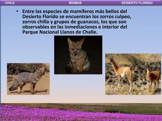 CHILE                          BIOMAS                 DESIERTO FLORIDO

        • Entre las especies de mamíferos más bellos del
          Desierto Florido se encuentran los zorros culpeo,
          zorros chilla y grupos de guanacos, los que son
          observables en las inmediaciones e interior del
          Parque Nacional Llanos de Challe.
 