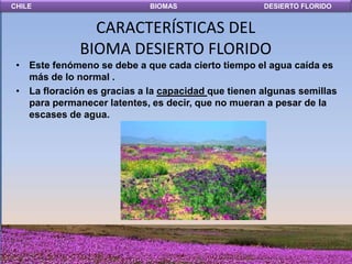 CHILE                        BIOMAS                  DESIERTO FLORIDO


                CARACTERÍSTICAS DEL
              BIOMA DESIERTO FLORIDO
 • Este fenómeno se debe a que cada cierto tiempo el agua caída es
   más de lo normal .
 • La floración es gracias a la capacidad que tienen algunas semillas
   para permanecer latentes, es decir, que no mueran a pesar de la
   escases de agua.
 