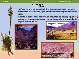 CHILE                      BIOMA                        SEMIDESIERTO

                          FLORA
        •   La Flora de la zona semidesértica se caracteriza por grandes
            diferencias estacionales, que dependen de la disponibilidad de
            agua.
        •   Durante la época seca sobreviven arbustos de hojas pequeñas y
            cactus, en tanto que en primavera se desarrolla una abundante
            vegetación herbácea
                                           Imagen en Primavera
            Imagen en Verano




                                    Contraste ladera valle en verano
 