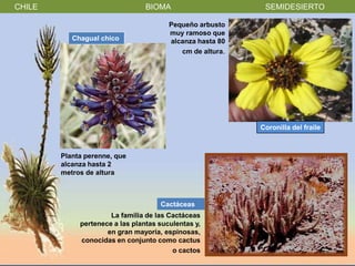 CHILE                            BIOMA                      SEMIDESIERTO

                                        Pequeño arbusto
                                        muy ramoso que
           Chagual chico                alcanza hasta 80
                                           cm de altura.




                                                           Coronilla del fraile



        Planta perenne, que
        alcanza hasta 2
        metros de altura



                                     Cactáceas
                      La familia de las Cactáceas
             pertenece a las plantas suculentas y,
                     en gran mayoría, espinosas,
             conocidas en conjunto como cactus
                                         o cactos
 