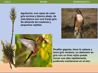 CHILE                    BIOMA                       SEMIDESIERTO




        Aguilucho, ave rapaz de color
        gris encima y blanco abajo, de
        cola blanca con una franja gris.
        Se alimenta de roedores y
        pequeños reptiles.




                                    Picaflor gigante, tiene la cabeza y
                                    lomo gris verdoso, su abdomen es
                                    gris con un tinte rojizo puede
                                    mover sus alas rápidamente,
                                    pudiendo mantenerse en el aire.
 