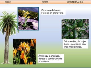 CHILE      BIOMA                     MEDITERRÁNEA



          Orquídea del cerro.
          Florece en primavera.




                                  Boldo en flor, de hojas
                                  duras , se utilizan con
                                  fines medicinales.



        Amancay o añañuca,
        florece a comienzos de
        primavera.
 