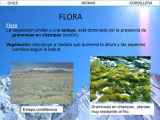 CHILE                                BIOMAS                 CORDILLERA



                              FLORA
Flora
La vegetación similar a una estepa, está dominada por la presencia de
   gramíneas en champas (coirón).

Vegetación: disminuye a medida que aumenta la altura y las especies
  cambian según la latitud.




                                         Gramineas en champas, plantas
        Estepa cordillerana
                                         muy resistente al frío.
 