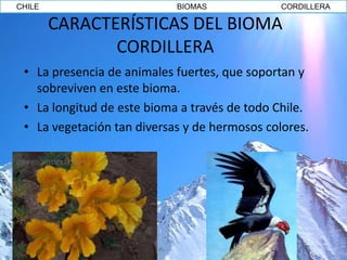 CHILE                       BIOMAS             CORDILLERA

        CARACTERÍSTICAS DEL BIOMA
               CORDILLERA
 • La presencia de animales fuertes, que soportan y
   sobreviven en este bioma.
 • La longitud de este bioma a través de todo Chile.
 • La vegetación tan diversas y de hermosos colores.
 