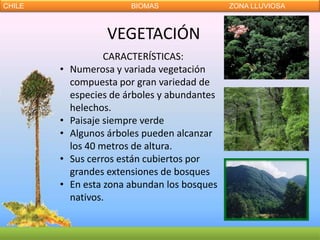 CHILE                    BIOMAS                ZONA LLUVIOSA



                    VEGETACIÓN
                    CARACTERÍSTICAS:
        •   Numerosa y variada vegetación
            compuesta por gran variedad de
            especies de árboles y abundantes
            helechos.
        •   Paisaje siempre verde
        •   Algunos árboles pueden alcanzar
            los 40 metros de altura.
        •   Sus cerros están cubiertos por
            grandes extensiones de bosques
        •   En esta zona abundan los bosques
            nativos.
 