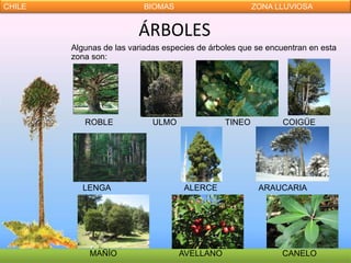 CHILE                     BIOMAS                        ZONA LLUVIOSA


                         ÁRBOLES
        Algunas de las variadas especies de árboles que se encuentran en esta
        zona son:




           ROBLE             ULMO               TINEO          COIGÜE




           LENGA                     ALERCE              ARAUCARIA




            MAÑÍO                   AVELLANO                  CANELO
 